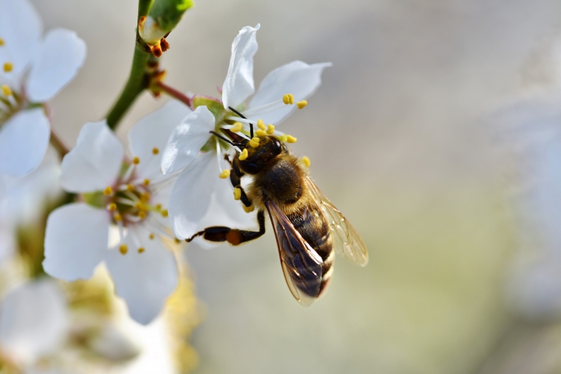 jardinerie-CAGNES SUR MER-min_bee-4092986